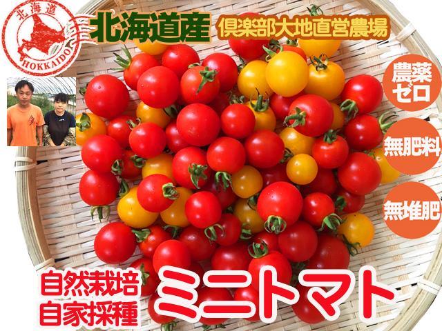 農薬不使用･無堆肥･無肥料自然栽培・自家採種ミニトマト