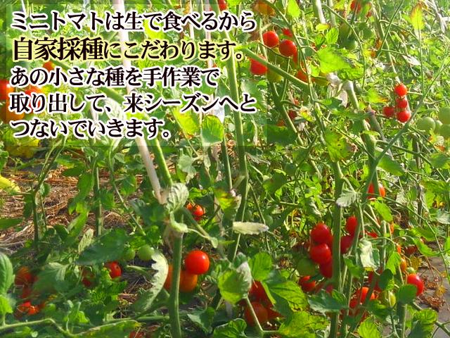 自然栽培の野菜を宅配する倶楽部大地