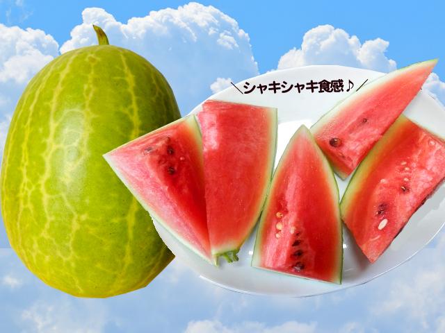 農薬不使用･無堆肥･無肥料自然栽培・自家採種すいか『よっちゃんの夢まくら』