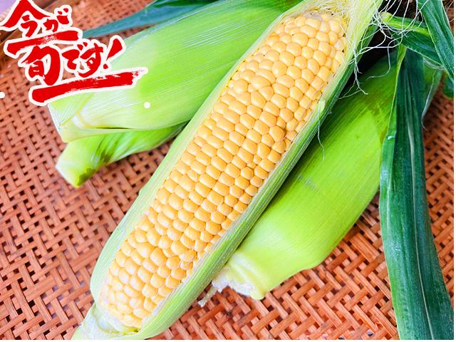 農薬不使用･無堆肥･無肥料自然栽培とうもろこし（黄粒）『大地のハーモニー』
