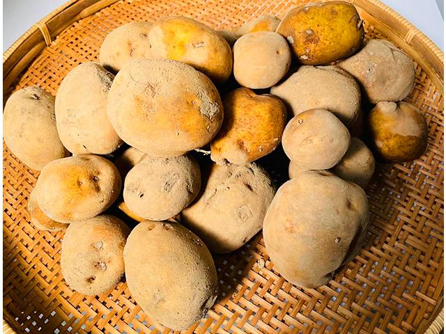 自然栽培(全20巻) 自然栽培(全20巻) 自然栽培(全20巻) 現代農業のバックナンバー (2