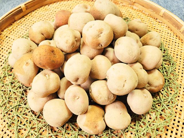 農薬不使用･無堆肥･無肥料自然栽培・自家採種はなしべつじゃがいも