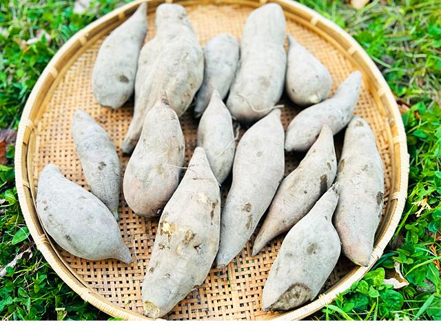 栽培中農薬不使用 大豆 5キロ 自然栽培 青森県
