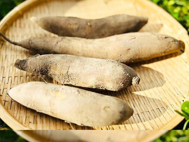 農薬不使用･無堆肥･無肥料自家採種・自然栽培ヤーコン