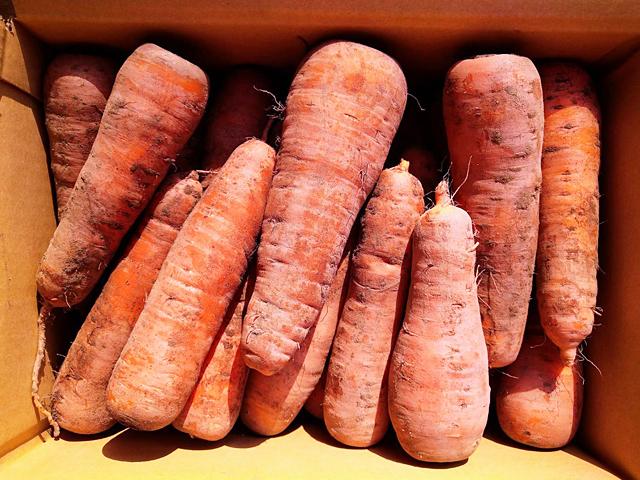 農薬不使用･無堆肥･無肥料てっちゃんの自然栽培人参（A品・ジュース用）