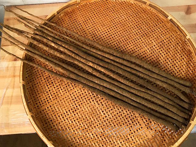 農薬不使用･無堆肥･無肥料自然栽培・固定種秋掘りごぼう