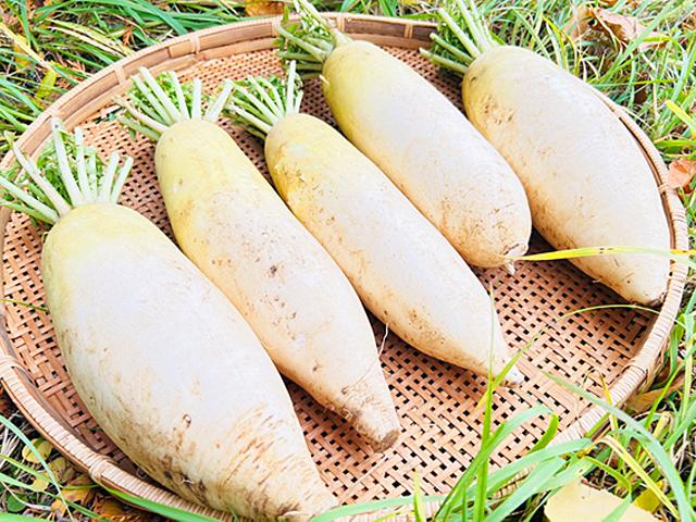 農薬不使用･無堆肥･無肥料自然栽培なつかし大根