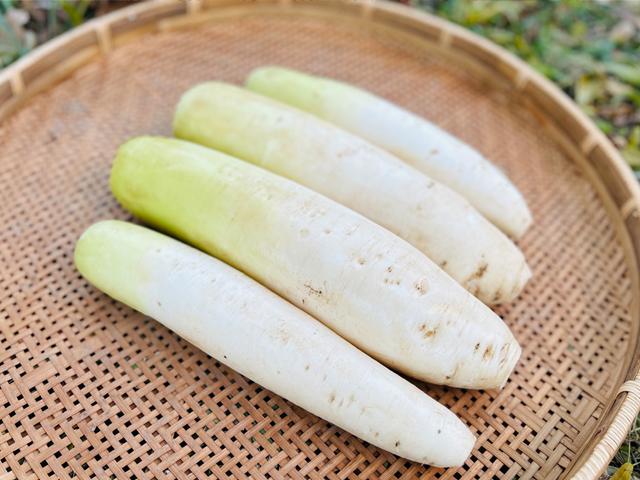 農薬不使用･無堆肥･無肥料自然栽培なつかし大根