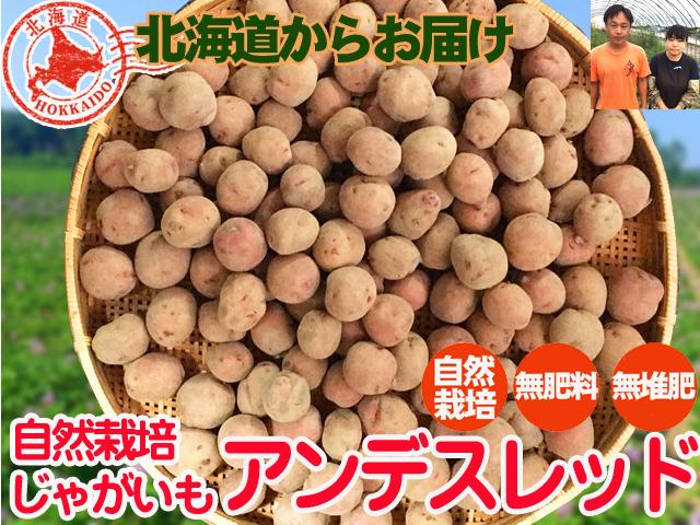 農薬不使用･無堆肥･無肥料自家採種紅じゃがいも「アンデスレッド」