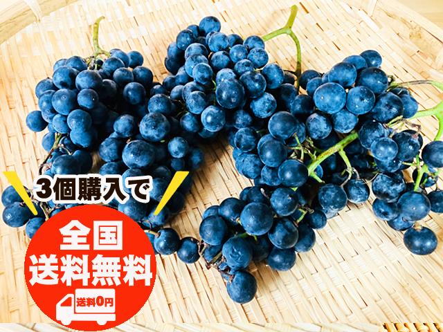 農薬不使用･無堆肥･無肥料自然栽培山ぶどう