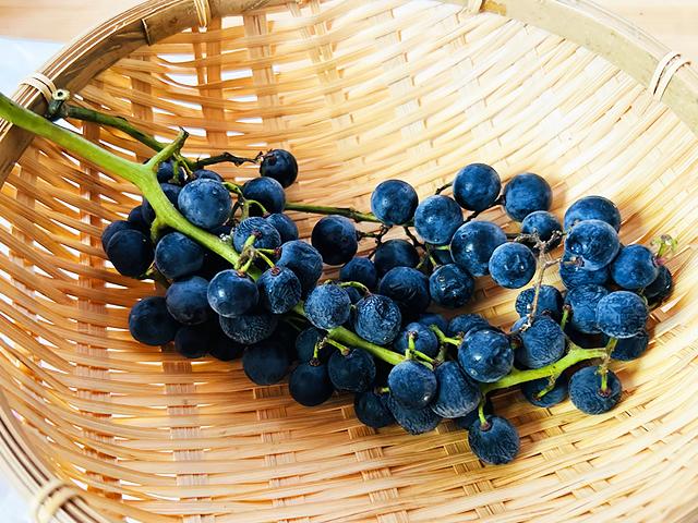 農薬不使用･無堆肥･無肥料自然栽培山ぶどう