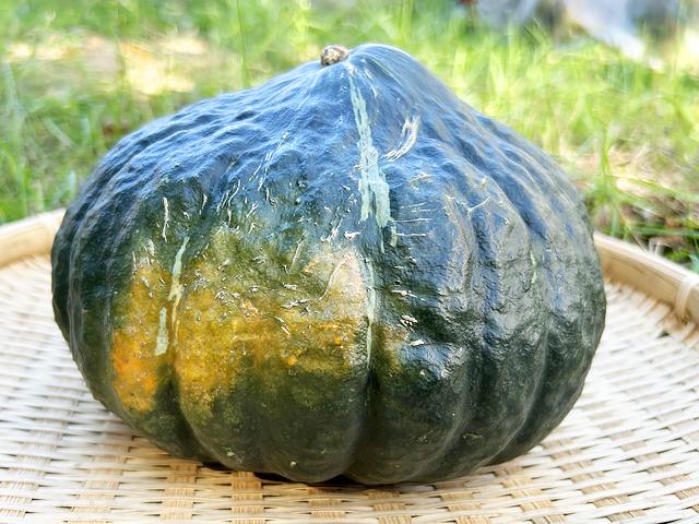 農薬不使用･無化学肥料自然栽培九重栗かぼちゃ