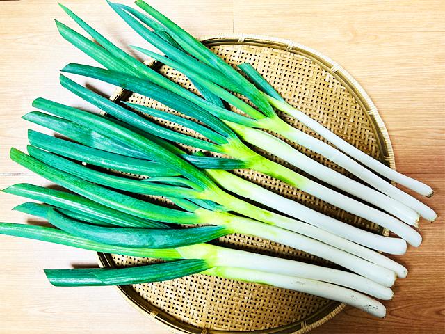 農薬不使用･無堆肥･無肥料よっちゃんの自家採種・自然栽培長ねぎ～春陽