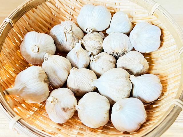 農薬不使用･無堆肥･無肥料自然栽培北海道在来種紫にんにくS～2Sサイズ