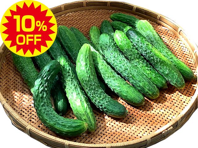 農薬不使用･無堆肥･無肥料【特売】自家採種・在来系昔キュウリ