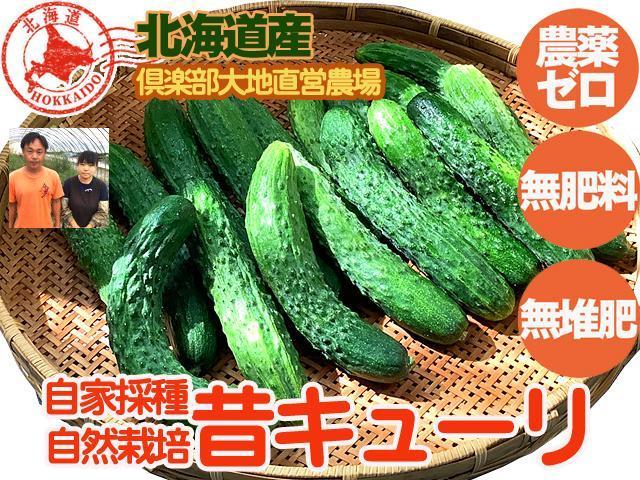 農薬不使用･無堆肥･無肥料【特売】自家採種・在来系昔キュウリ