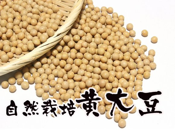 農薬不使用･無堆肥･無肥料自家採種、自然栽培てっちゃんの黄大豆