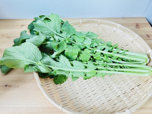 農薬不使用･無堆肥･無肥料自然栽培大根の葉