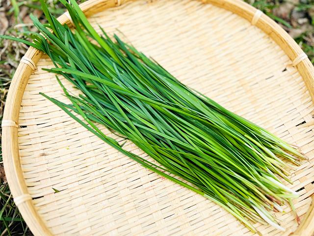 農薬不使用･無堆肥･無肥料自然栽培・自家採種にら