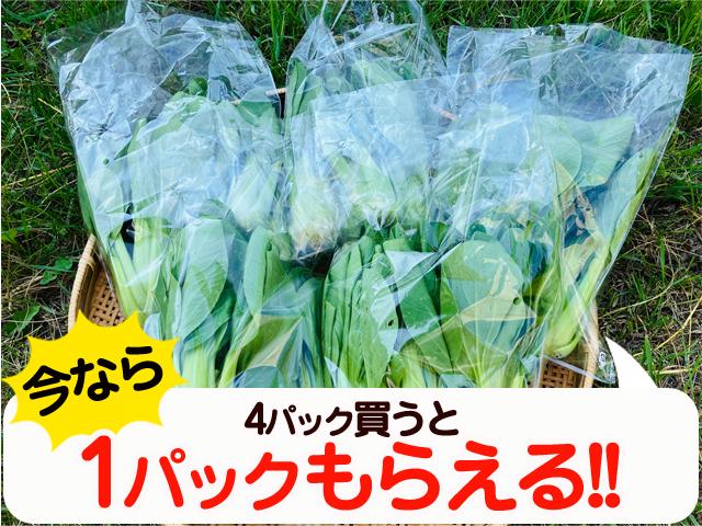 農薬不使用･無堆肥･無肥料自然栽培チンゲン菜
