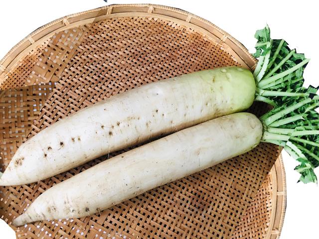 農薬不使用･無堆肥･無肥料自然栽培夏大根