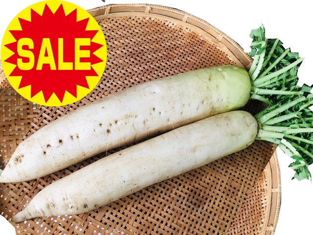 農薬不使用･無堆肥･無肥料【特売】自然栽培夏大根
