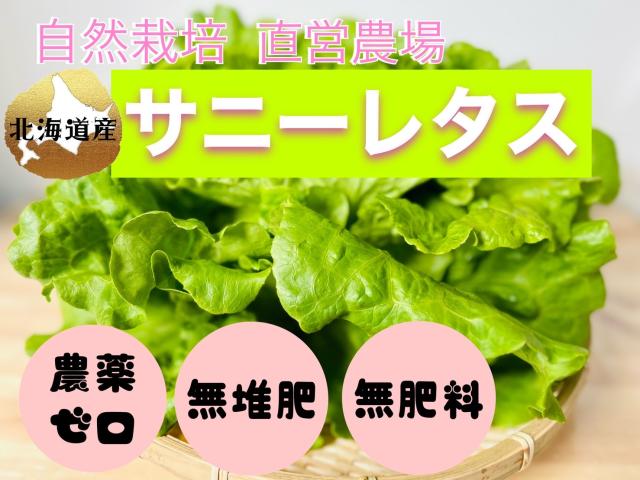 農薬不使用･無堆肥･無肥料自然栽培自家採取サニーレタス