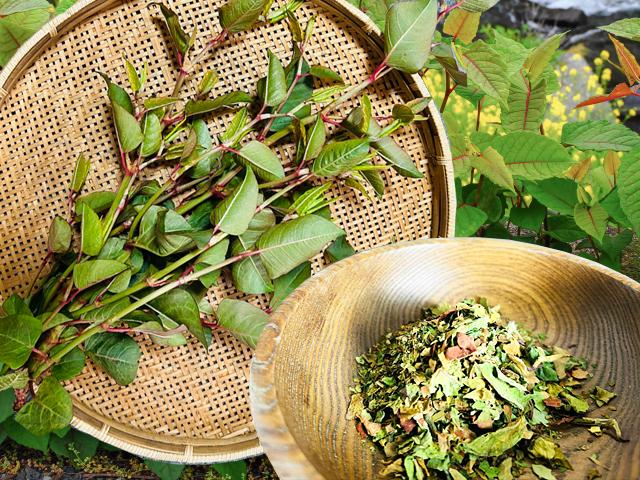 天然物北海道天然オオイタドリ茶
