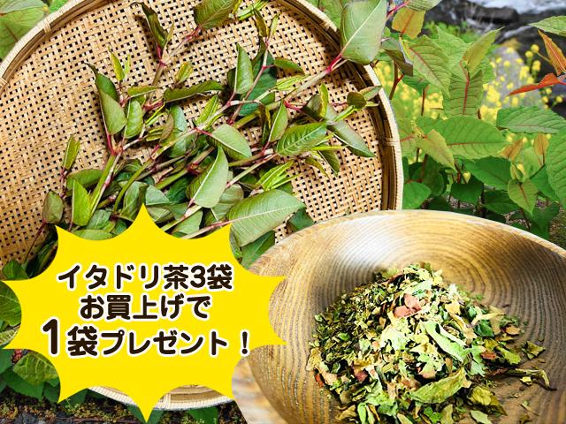 天然物北海道天然オオイタドリ茶