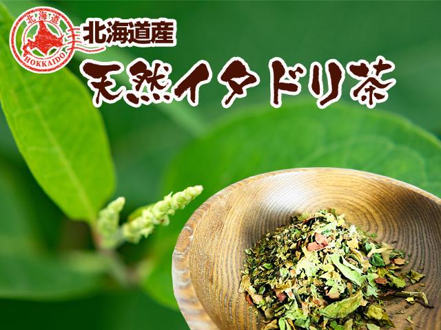 天然物天然イタドリ茶・オオイタドリパウダー