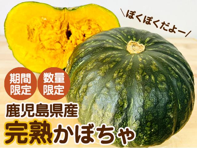 農薬不使用･無化学肥料自然農法かぼちゃ～恋するマロン