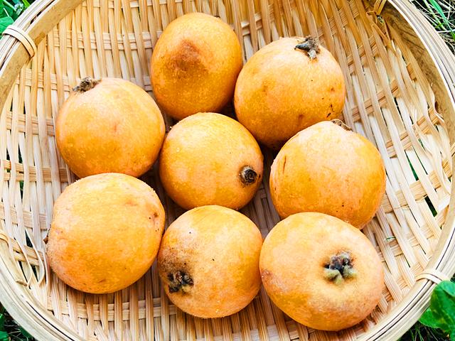 農薬不使用･無堆肥･無肥料自然栽培びわ