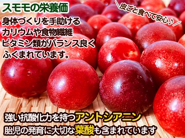 すもも10キロ 鹿児島産 無農薬 楽天市場】【8/1限定!最大半額＆最大ポイント20倍】奄美すもも