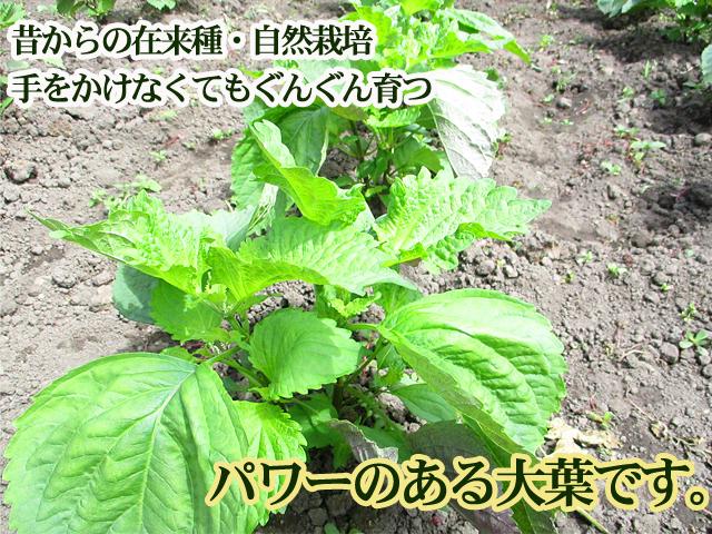 自然栽培の野菜を宅配する倶楽部大地