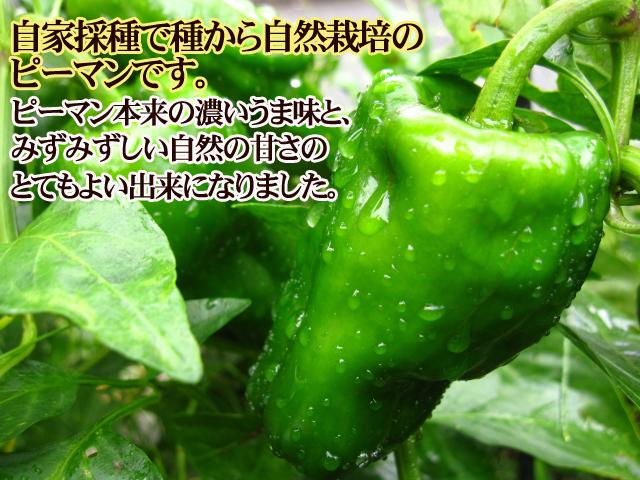 追加検討中 ピーマンさん専用 アーテック お家で楽しく栽培キット ピーマン 102937 1セット(3個