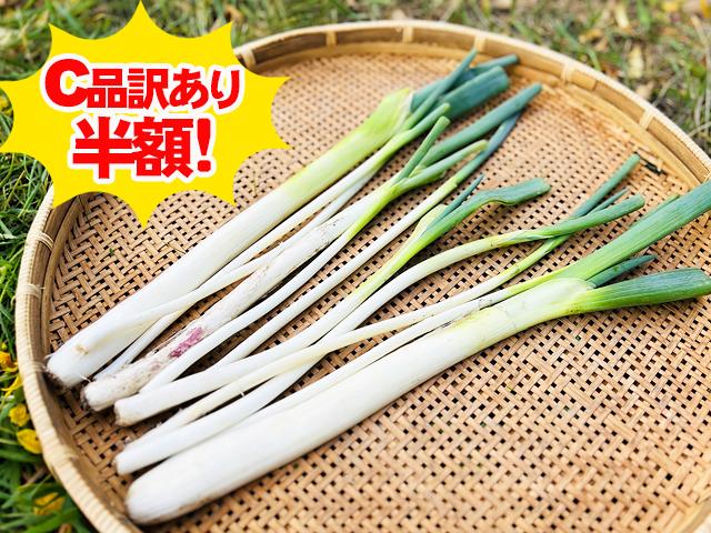 農薬不使用･無堆肥･無肥料自家採種・自然栽培長ねぎ～秋陽