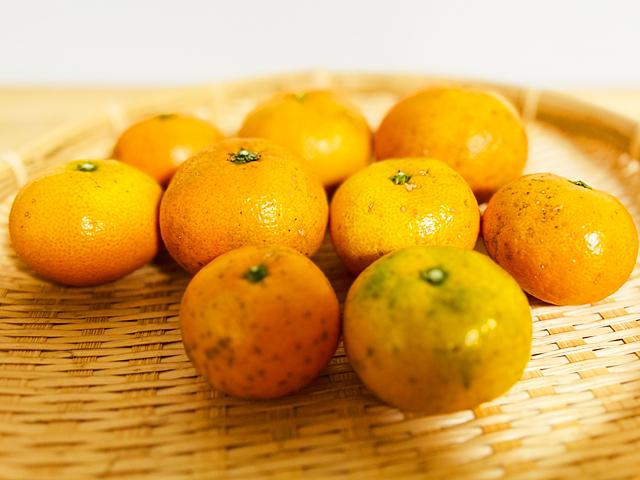 農薬不使用･無堆肥･無肥料自然栽培極早生みかん