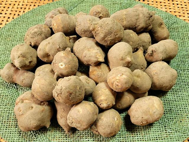 農薬不使用･無堆肥･無肥料奇跡の自然栽培菊芋「長寿の根」