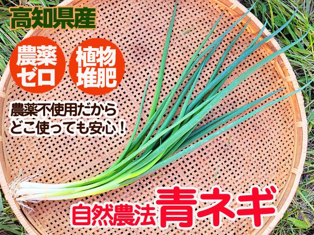 農薬不使用･無化学肥料高知県産自然農法青ネギ