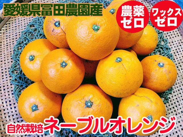 農薬不使用･無堆肥･無肥料自然栽培ネーブルオレンジ