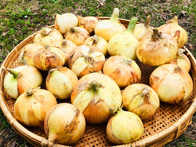 農薬不使用･無堆肥･無肥料自然栽培佐賀の新玉ねぎ