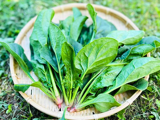 農薬不使用･無堆肥･無肥料よっちゃんの自然栽培ほうれん草（バターフレイ）