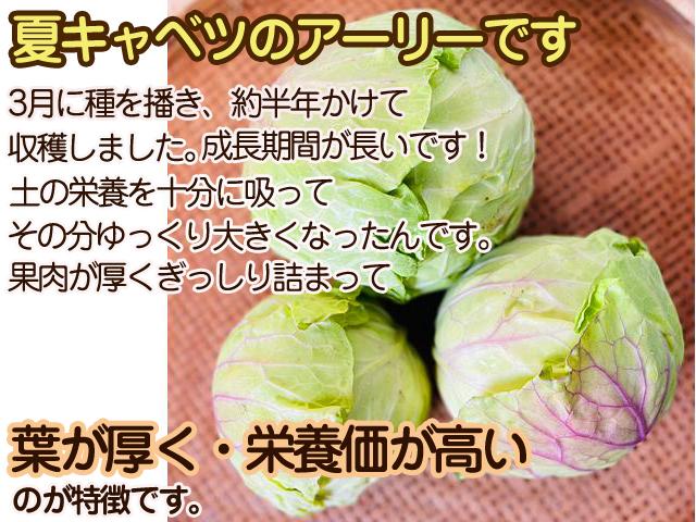 野菜ページ ベジチャージ 12種類の野菜【45g:約180粒】｜nacona(ナコナ
