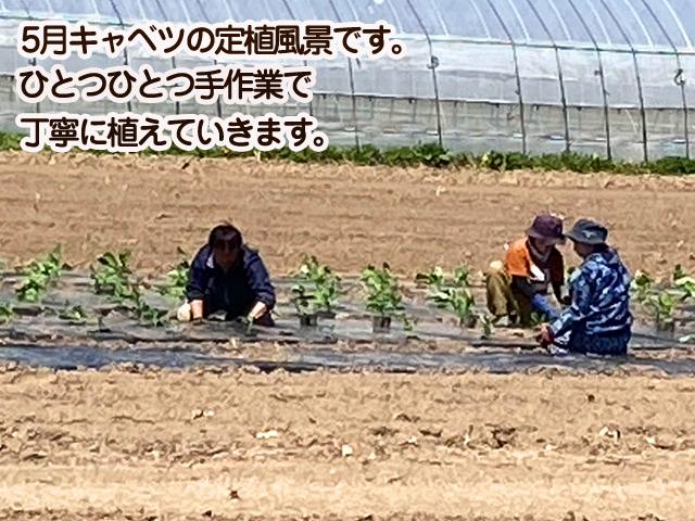 おじいちゃんが孫の為に栽培期間に農薬不使用で作ったキャベツ おじいちゃんが孫の為に栽培期間に農薬不使用で作ったキャベツ