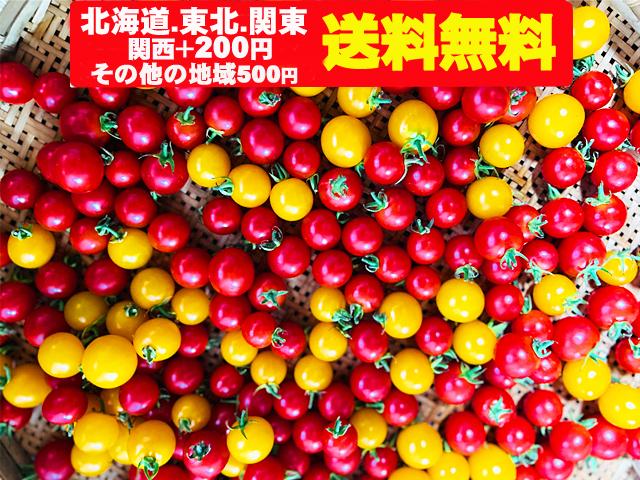 農薬不使用･無堆肥･無肥料ミニトマトふる～ティミニ2.2kg（北海道・東北・関東送料無料）