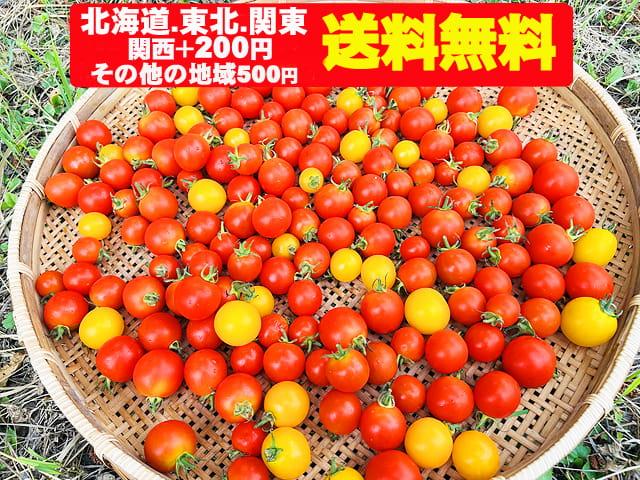 農薬不使用･無堆肥･無肥料自然栽培ミニトマト2.2kg（北海道・東北・関東送料無料）