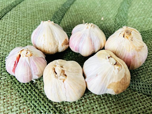 農薬不使用･無堆肥･無肥料自然栽培北海道在来種紫にんにく