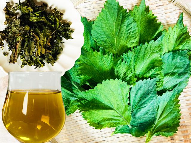 農薬不使用･無堆肥･無肥料自然栽培大葉茶（青しそ茶）