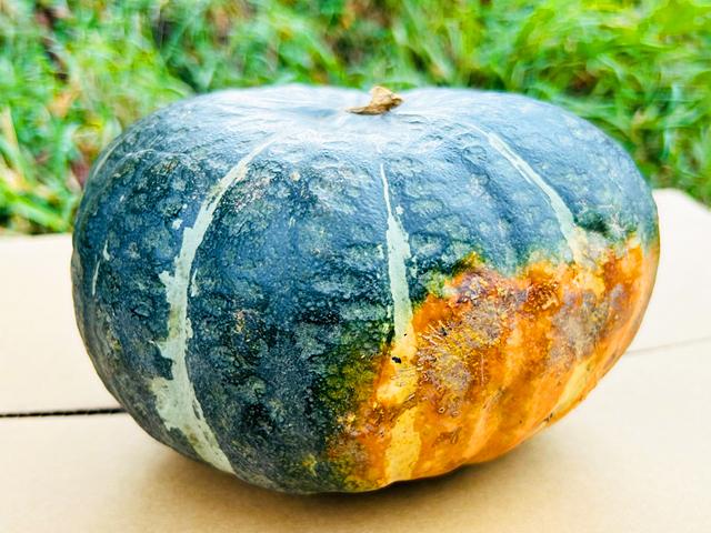 農薬不使用･無堆肥･無肥料自然栽培ホクホクかぼちゃ