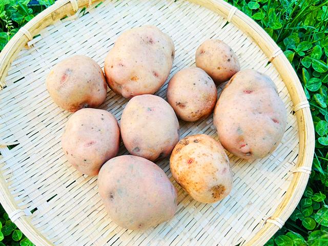 農薬不使用･無堆肥･無肥料自家採種・自然栽培さやあかねじゃがいも